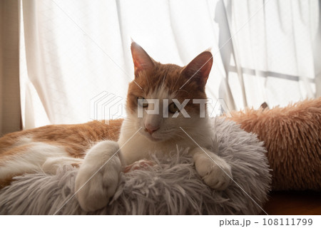 くつろぐ猫 茶トラ白 くつろぐ猫 茶トラ白 108111799