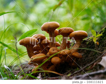 きのこワールドオオワライタケ群生 108111821