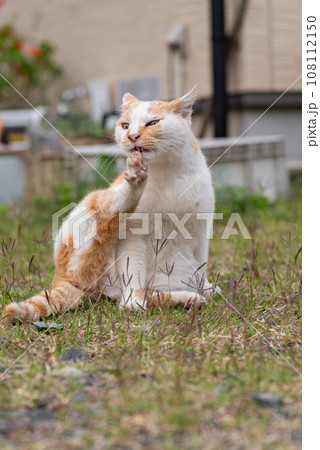 毛繕いする猫 茶白猫 毛繕いする猫 茶白猫 108112150