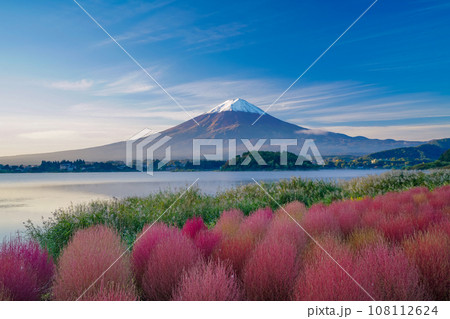 （山梨県）河口湖大石公園の紅葉したコキアと富士山・早朝 108112624
