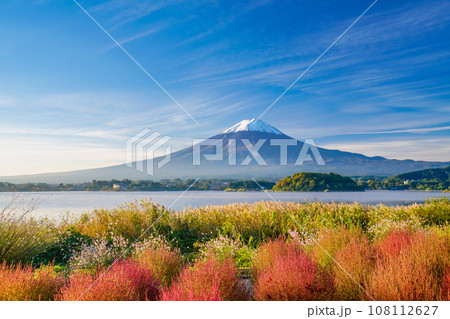 （山梨県）河口湖大石公園の紅葉したコキアと富士山・早朝 108112627