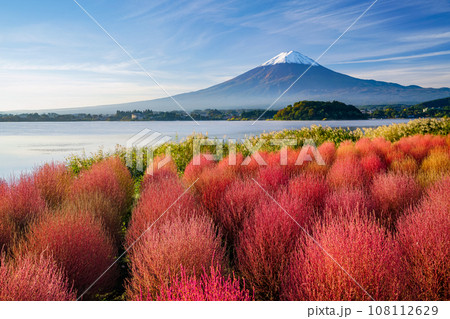 （山梨県）河口湖大石公園の紅葉したコキアと富士山・早朝 108112629