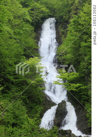 緑の森の中を流れ落ちる唐沢の滝 108113082