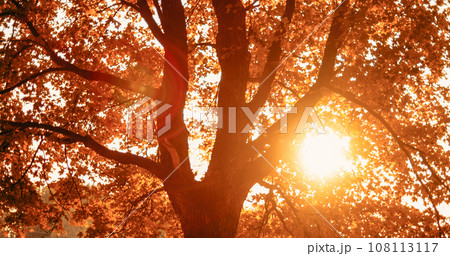Autumn sunrise background. Forest scenery. Recreation harmony. Fall golden nature park tree foliage in lens flare rural morning sunshine beam. 108113117