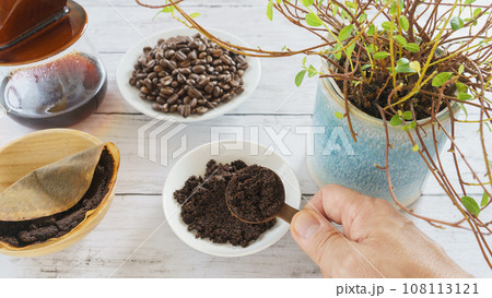 観葉植物とコーヒー豆かす|コーヒー豆の残りカスの再利用 イメージ 観葉植物とコーヒー豆かす|コーヒー豆の残りカスの再利用 イメージ 108113121