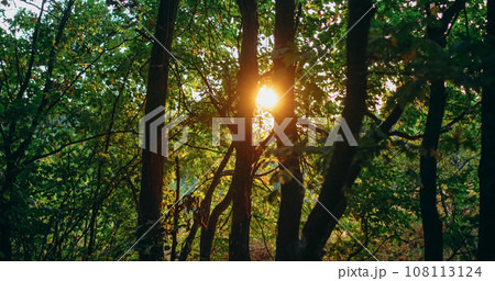 Forest sunrise background. Countryside morning. Woods park landscape. Summer peaceful nature green season lush trees in glowing afternoon beam. 108113124