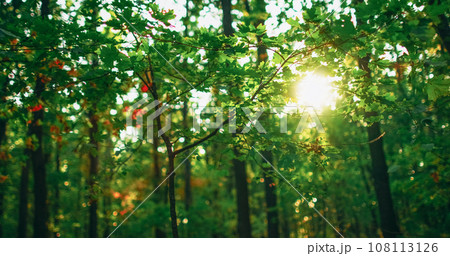 Green forest background. Foliage scenery. Woods sunlight. Peaceful nature park. Summer fresh morning lush trees leaves in blur beams outdoors. 108113126