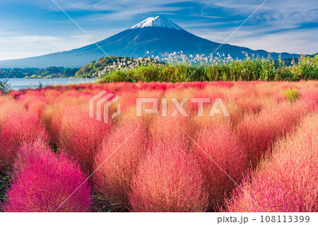 （山梨県）河口湖大石公園の紅葉したコキアと富士山 108113399