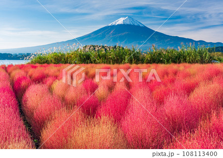 （山梨県）河口湖大石公園の紅葉したコキアと富士山 108113400