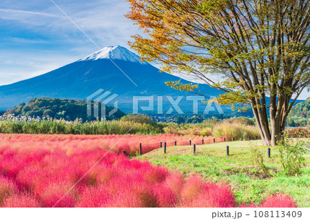 （山梨県）河口湖大石公園の紅葉したコキアと富士山 108113409