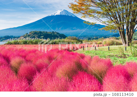 （山梨県）河口湖大石公園の紅葉したコキアと富士山 108113410