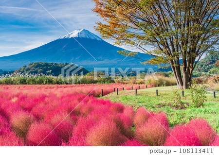 (山梨県)河口湖大石公園の紅葉したコキアと富士山 (山梨県)河口湖大石公園の紅葉したコキアと富士山 108113411