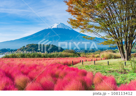 （山梨県）河口湖大石公園の紅葉したコキアと富士山 108113412