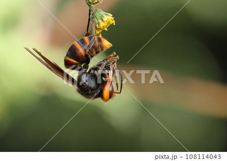生き物　昆虫　コガタスズメバチ、お尻は黄色で前胸が黒。黒い部分が多いので黒っぽい感じに見えます 108114043