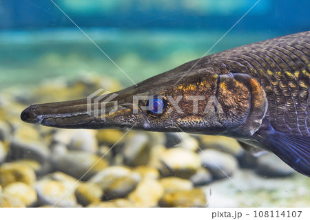 Alligator Gar fish swimming in an aquarium close-up Alligator Gar fish swimming in an aquarium close-up 108114107