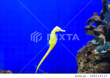 A yellow seahorse in an aquarium 108114117