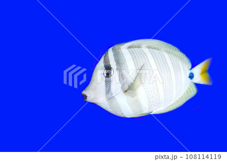 Sailfin tang in aquarium on blue background close-up Sailfin tang in aquarium on blue background close-up 108114119