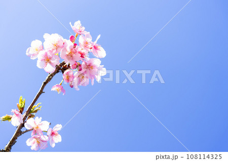 うららかな春空に映える桜の花クローズアップ(コピースペース素材)(南阿蘇桜公園・アスペクタ)南阿蘇 うららかな春空に映える桜の花クローズアップ(コピースペース素材)(南阿蘇桜公園・アスペクタ)南阿蘇 108114325