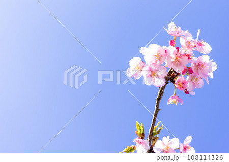 うららかな春空に映える桜の花クローズアップ(コピースペース素材)(南阿蘇桜公園・アスペクタ)南阿蘇 うららかな春空に映える桜の花クローズアップ(コピースペース素材)(南阿蘇桜公園・アスペクタ)南阿蘇 108114326