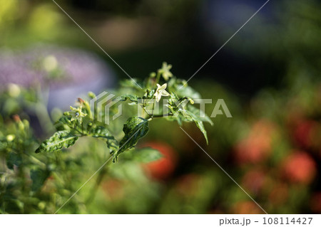 Chilli Leaves And Chilli Flower With Blur Image. Chilli Flowers Are On The Tree. Close Up. 108114427