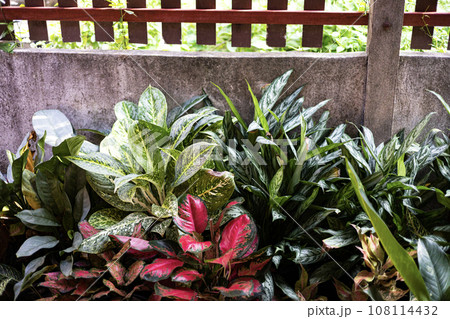 Colorful Leaves And Cement Fence. The Cement Fence Walls Are Decorated With Potted Plants For Beauty. Colorful Leaves And Cement Fence. The Cement Fence Walls Are Decorated With Potted Plants For Beauty. 108114432