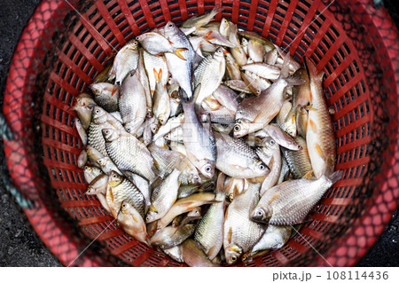 Fresh Fish In Red Basket. Small Fish At The Plastic Basket After Fisherman Got From The River. Fresh Fish In Red Basket. Small Fish At The Plastic Basket After Fisherman Got From The River. 108114436