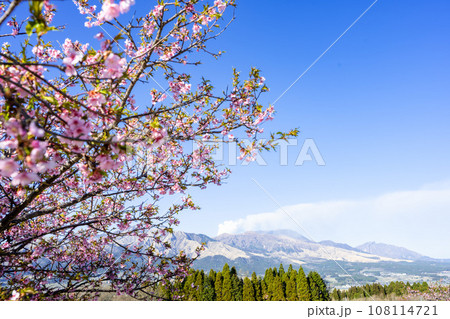 美しい春空と雲に映える桜の木と阿蘇山(コピースペース素材)(南阿蘇桜公園・野外アスペクタ)南阿蘇 美しい春空と雲に映える桜の木と阿蘇山(コピースペース素材)(南阿蘇桜公園・野外アスペクタ)南阿蘇 108114721