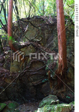 毛呂山町の阿諏訪川上流の巨大な岩を杉の根が張り巡らす風景 108114977