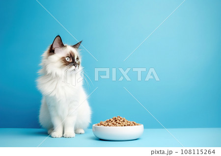 White cat with a bowl of cat food on a blue background. Studio photography. White cat with a bowl of cat food on a blue background. Studio photography. 108115264