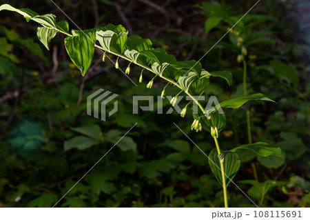 Polygonatum multiflorum, the Solomon's seal, David's harp, ladder-to-heaven or Eurasian Solomon's seal, is a species of flowering plant in the family Asparagaceae 108115691