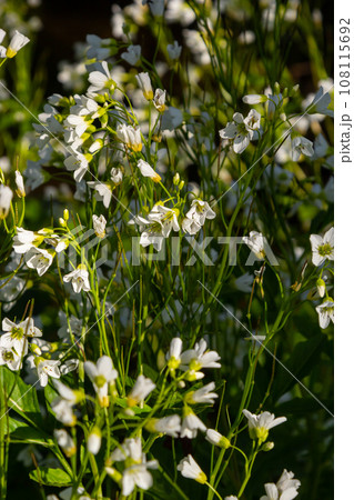 Cardamine amara, known as large bitter-cress. Spring forest. floral background of a blooming plant 108115692