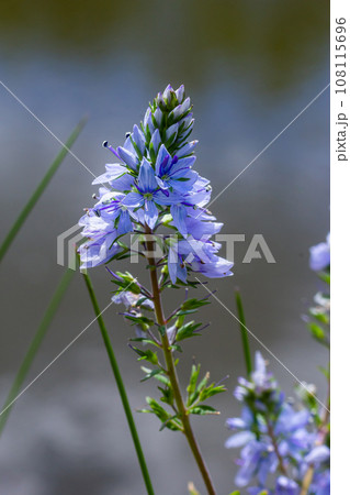 Closeup on the brlliant blue flowers of germander speedwell, Veronica prostrata growing in spring in a meadow, sunny day, natural environment Closeup on the brlliant blue flowers of germander speedwell, Veronica prostrata growing in spring in a meadow, sunny day, natural environment 108115696