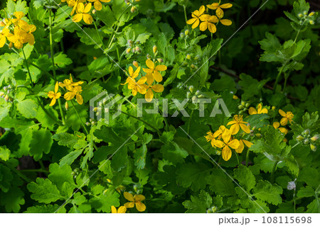 Macro photo of nature yellow flowers of celandine. Background blooming flowers plant celandine 108115698