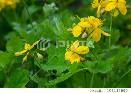 Macro photo of natural yellow flowers of celandine. Background blooming flowers plant celandine 108115699