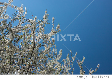 Selective focus of beautiful branches of plum blossoms on the tree under blue sky, Beautiful Sakura flowers during spring season in the park, Floral pattern texture, Nature background 108115774