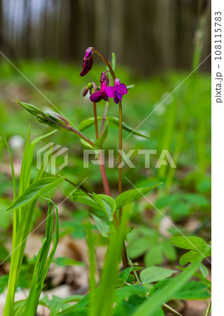 Lathyrus vernus in bloom, early spring vechling flower with blosoom and green leaves growing in forest, macro Lathyrus vernus in bloom, early spring vechling flower with blosoom and green leaves growing in forest, macro 108115783
