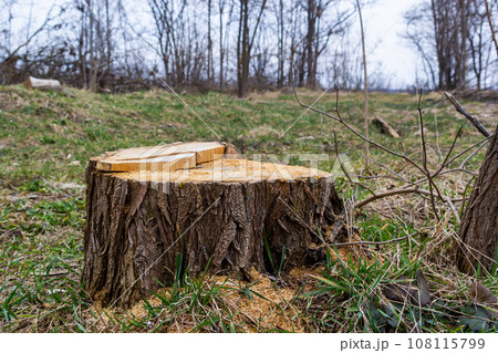 A tree stump in a spring forest, ecological problems associated with deforestation 108115799