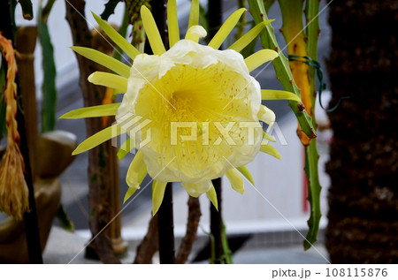 月下美人によく似たドラゴンフルーツ(ピタヤ)の花 月下美人によく似たドラゴンフルーツ(ピタヤ)の花 108115876