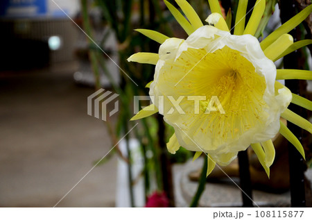 月下美人によく似たドラゴンフルーツ(ピタヤ)の花 月下美人によく似たドラゴンフルーツ(ピタヤ)の花 108115877