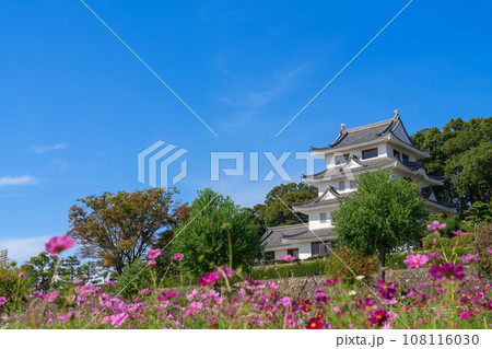 旭城と満開のコスモス〈愛知県尾張旭市〉 108116030