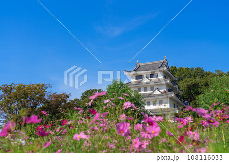 旭城と満開のコスモス〈愛知県尾張旭市〉 108116033