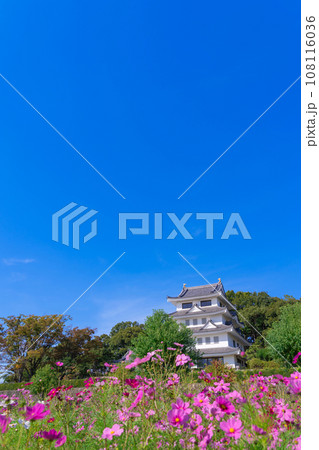 旭城と満開のコスモス〈愛知県尾張旭市〉 108116036