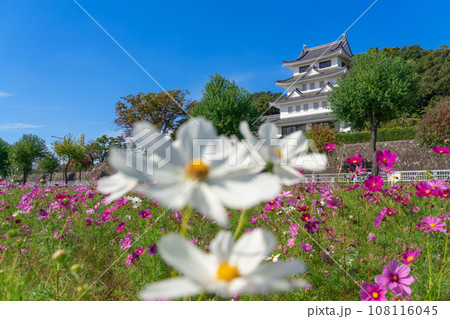 旭城と満開のコスモス〈愛知県尾張旭市〉 108116045