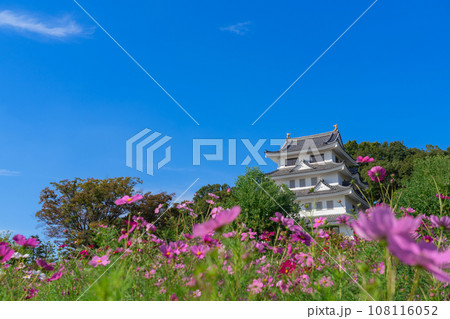 旭城と満開のコスモス〈愛知県尾張旭市〉 108116052