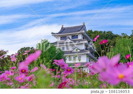 旭城と満開のコスモス〈愛知県尾張旭市〉 108116053