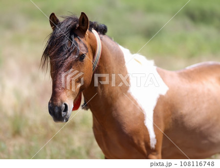 Closeup of muzzle of brown white horse with long mane 108116748
