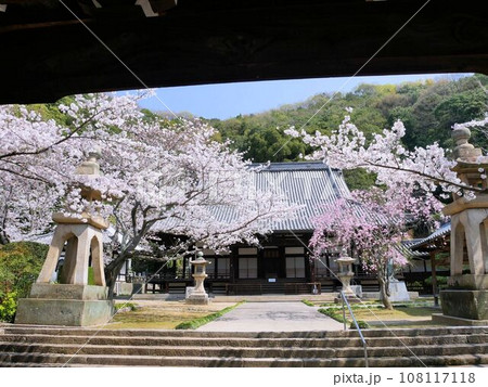 春の浄念寺 境内の桜 (広島県竹原市) 春の浄念寺 境内の桜 (広島県竹原市) 108117118