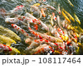 池で泳ぐ鯉 108117464