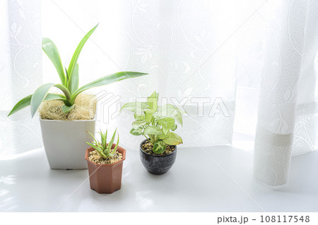 窓際で育てる観葉植物 窓際で育てる観葉植物 108117548