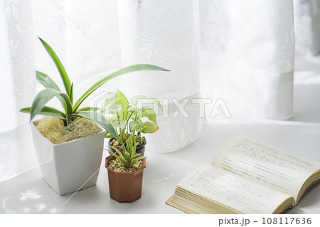 窓際で育てる観葉植物 108117636